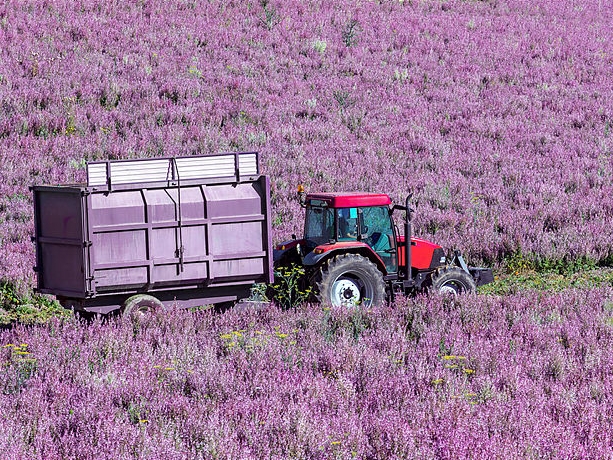 France - Valensole