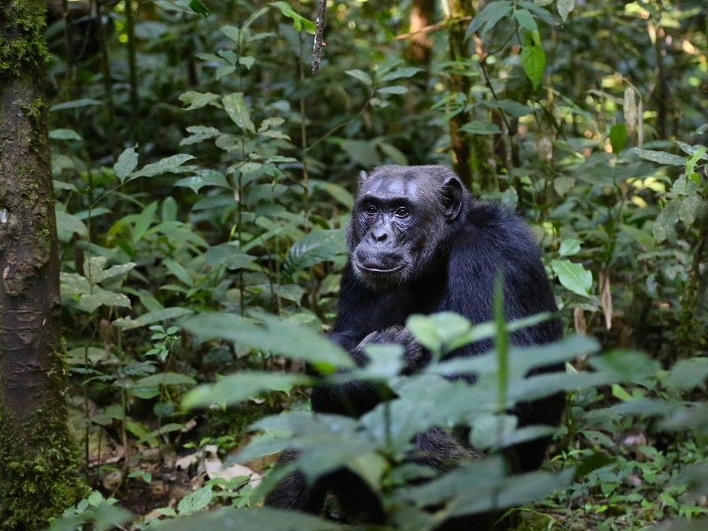 Chimpanzee