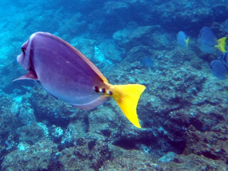 Die bunte Unterwasserwelt der Inseln