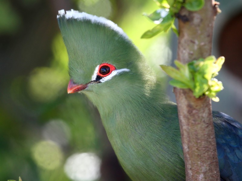 South Africa - Knysna
