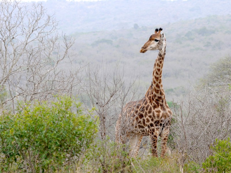 Giraffe in Hluhluwe
