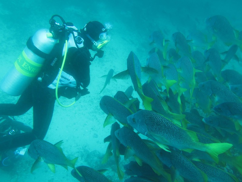 Tauchen wie ein Fisch
