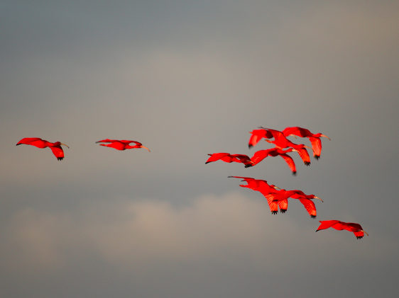 Caroni Swamp Bird Watching