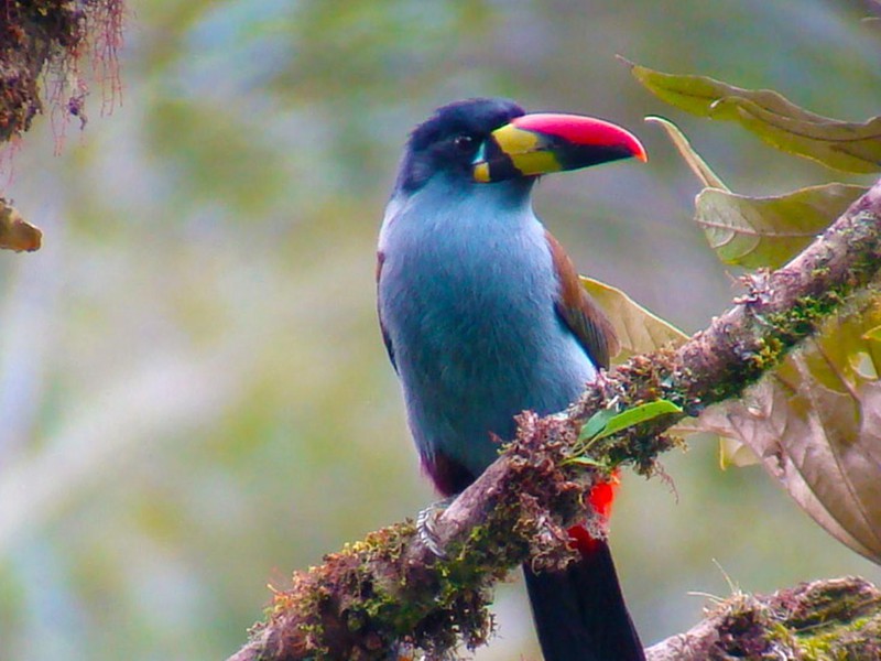 Bird watching at Guango Lodge