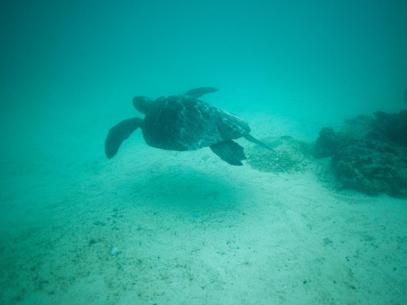 Schnorcheln mit Schildkröten