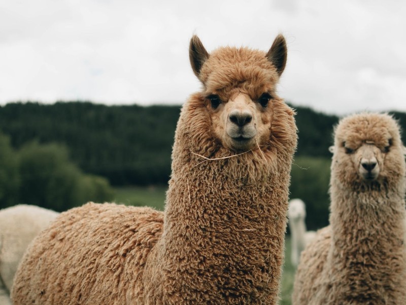 llamas goodbye