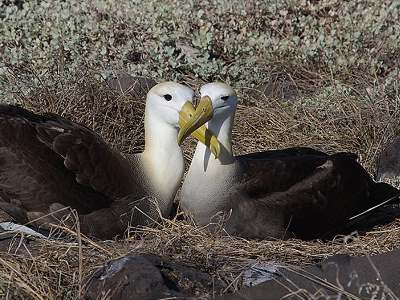 Albatrospaar im Nest