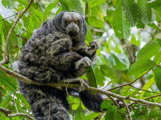 Napo Wildlife Center