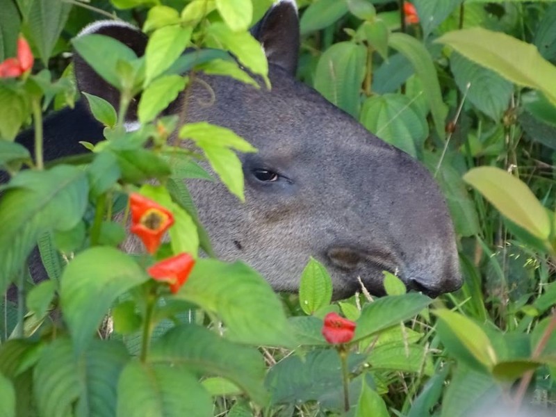 Pedacito del Cielo - Tapir