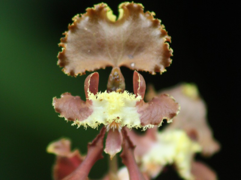 Foreign plants and flowers