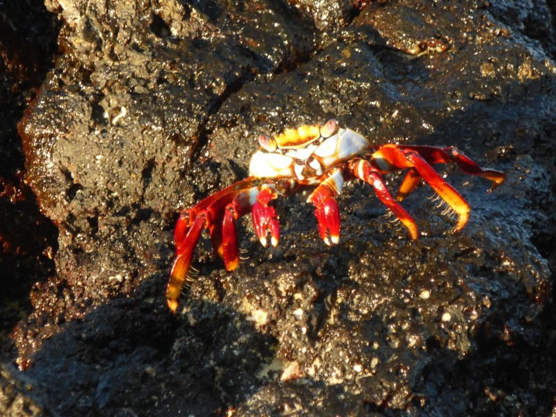 Isla de la Plata Krebs