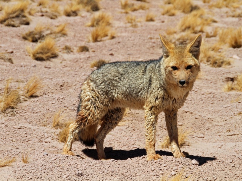Atacama Desert