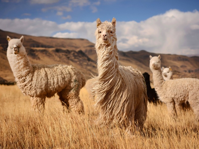 Alpakas