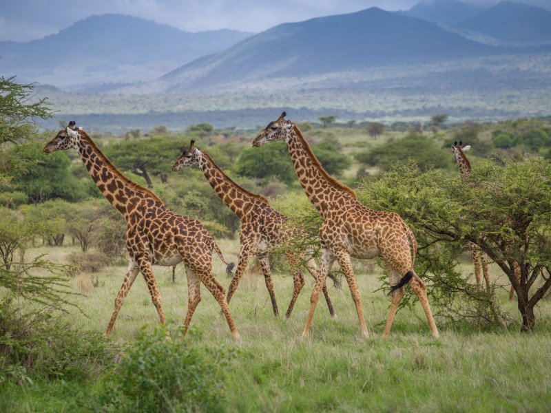Giraffen-Tsavo West NP-Kenia