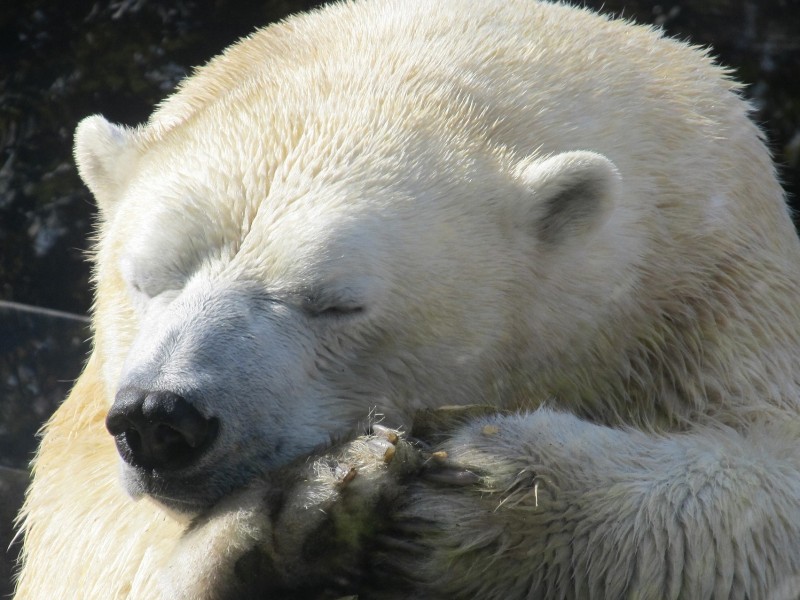 Polar Bear Eisbaeren