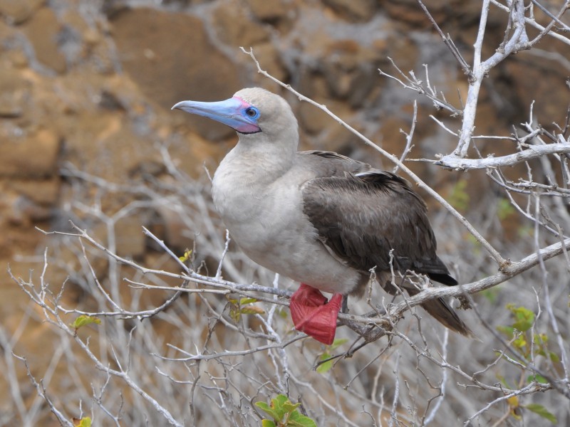Galapagos - Rotfusstölpel