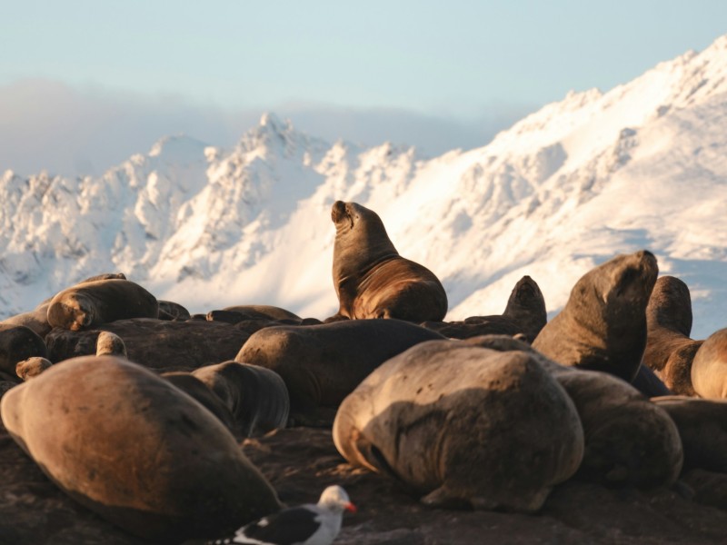 Galapagos sea lions