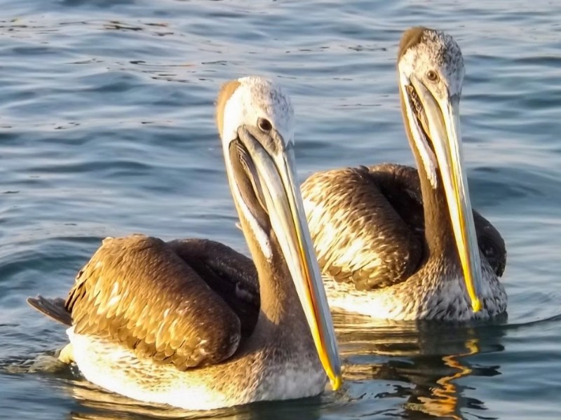 Paracas_3