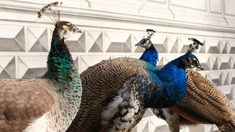 Schloss Ambras Innsbruck