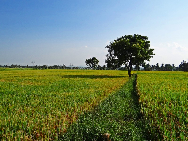 field