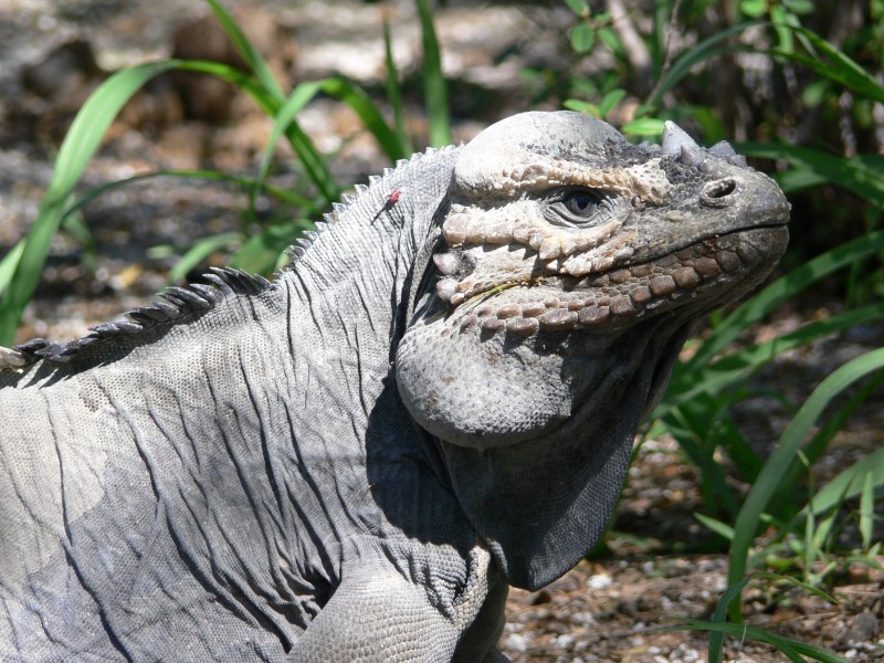 Laguna de Oviedo - Iguana