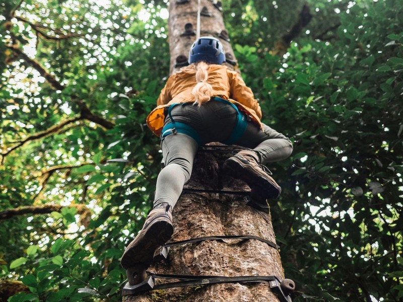 Monteverde - Baumklettern