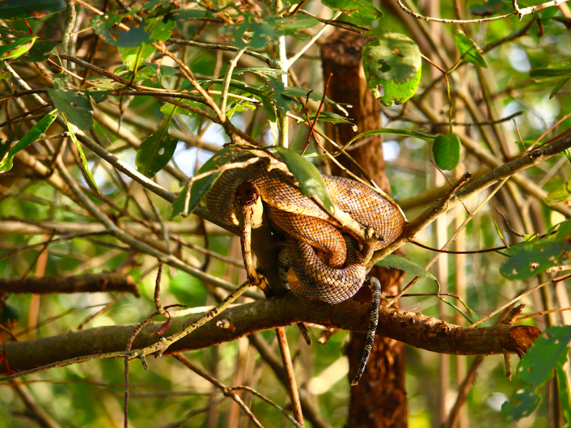 Caroni Swamp Bird Watching : SNAKE