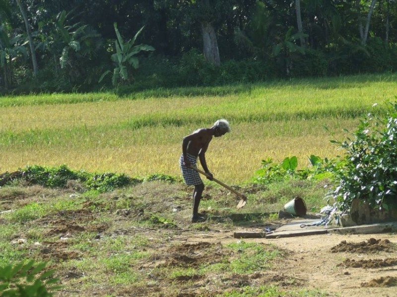 Ouvrier agricole dans le village de hiriwadunna