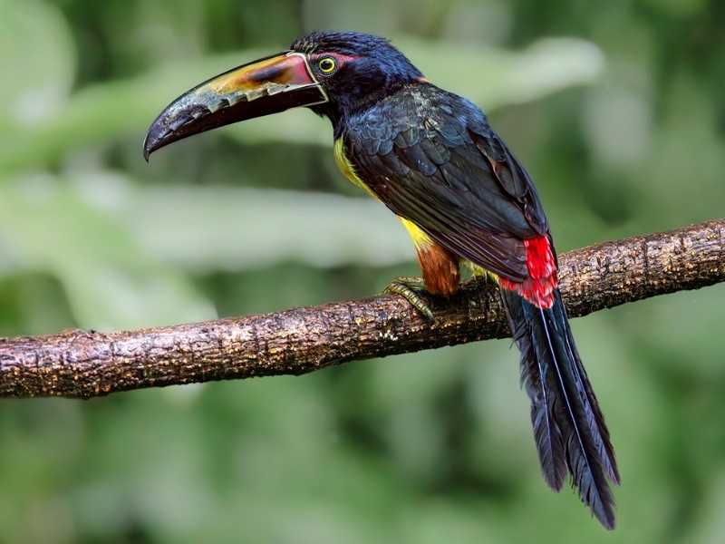 Costa Rica - Sarapiqui - Toecan