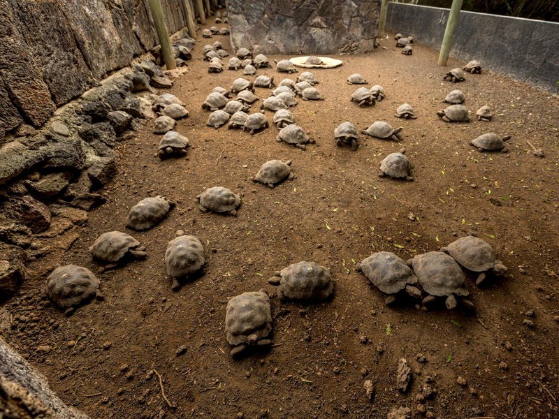 Visit the turtle hatchery