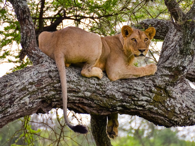 Tanzania - Serengeti National Park