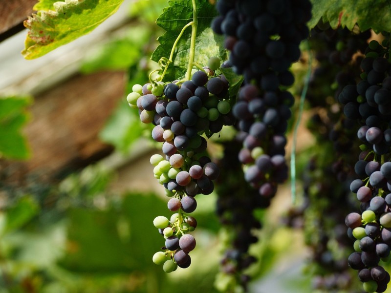 Vineyard