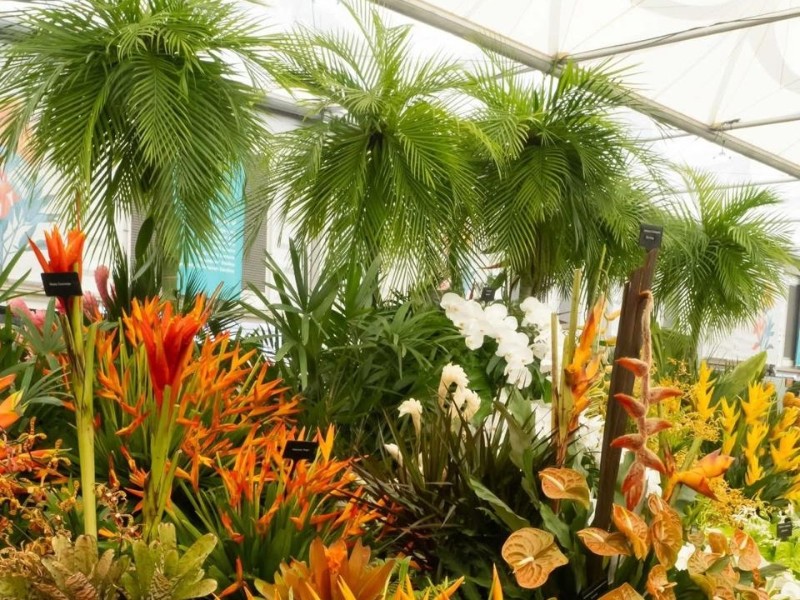 Grenada Flower Show