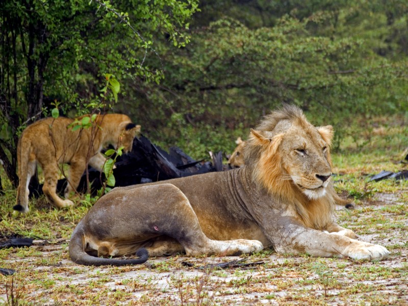 Lions relax in peaceful surroundings
