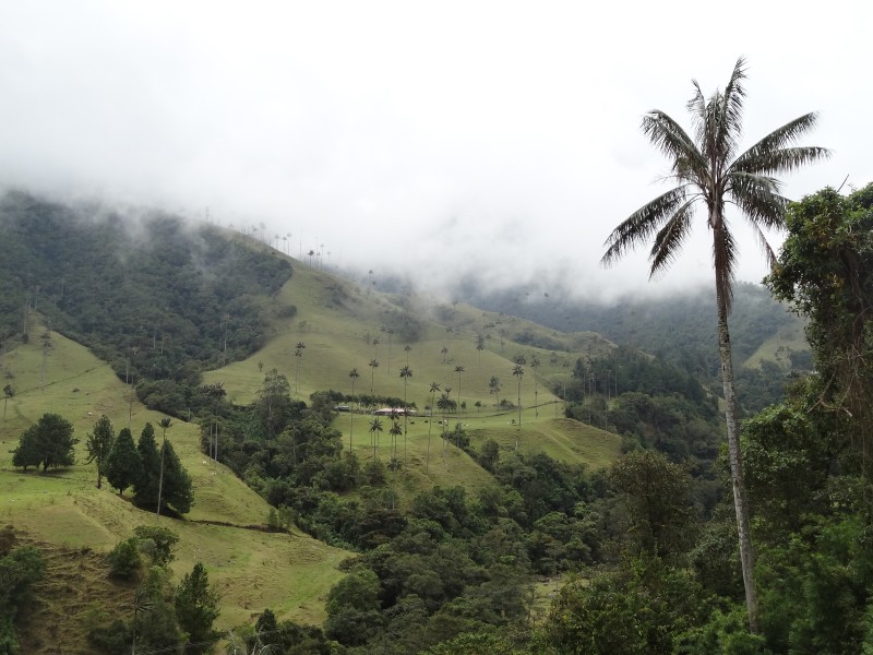 Salento - Valle de Cocora