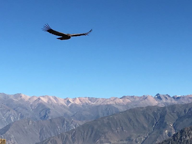 Colca Canyon - Kondor