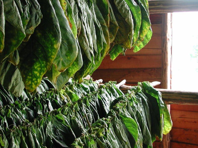 Tabakblätter in Pinar del Rio