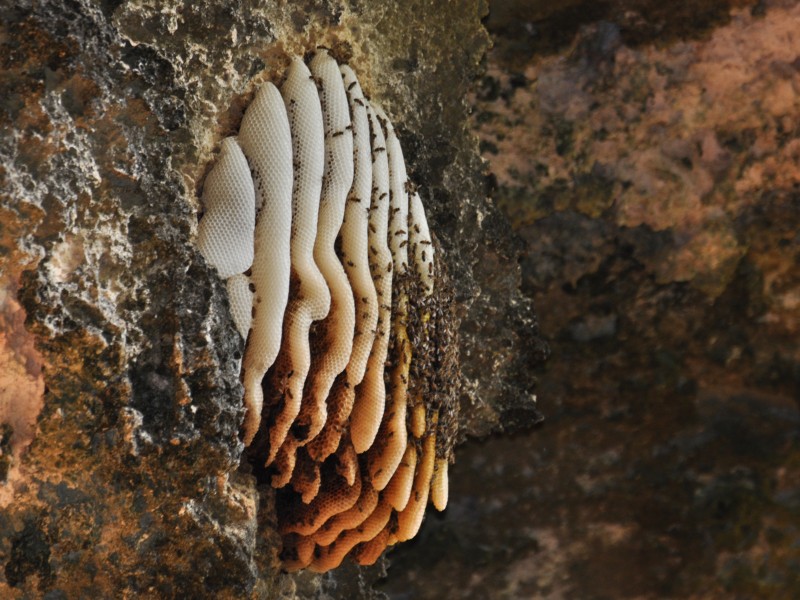 Bee Hive Cave