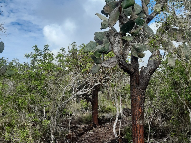 El Condenso, Isabela