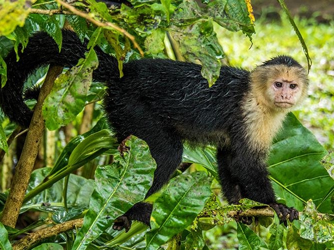 Tortuguero National Park