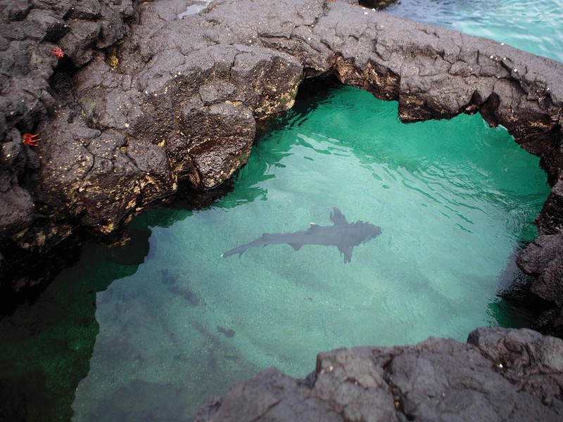 Friedliche Rückzugsorte für Haie