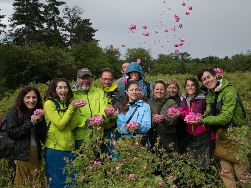 Rose picking