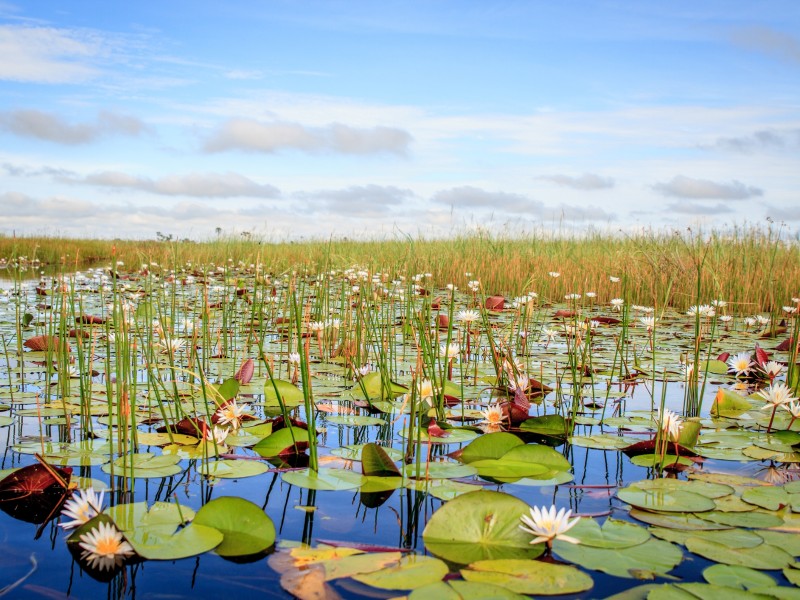 Seerosen im Okavango Delta-Botswana