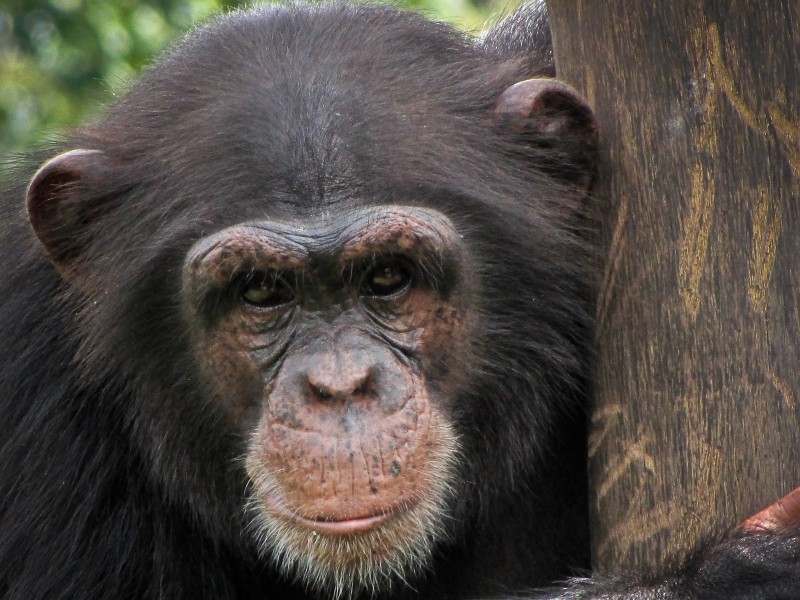 Chimpanzee