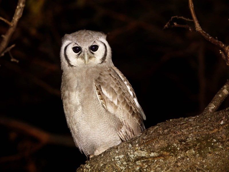 Night Game Drive