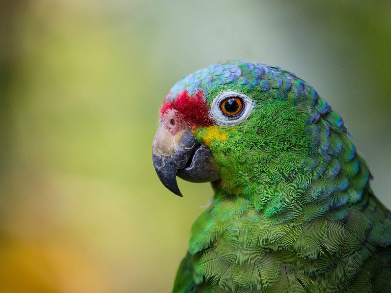 La Quinta de Sarapiqui - Macaw