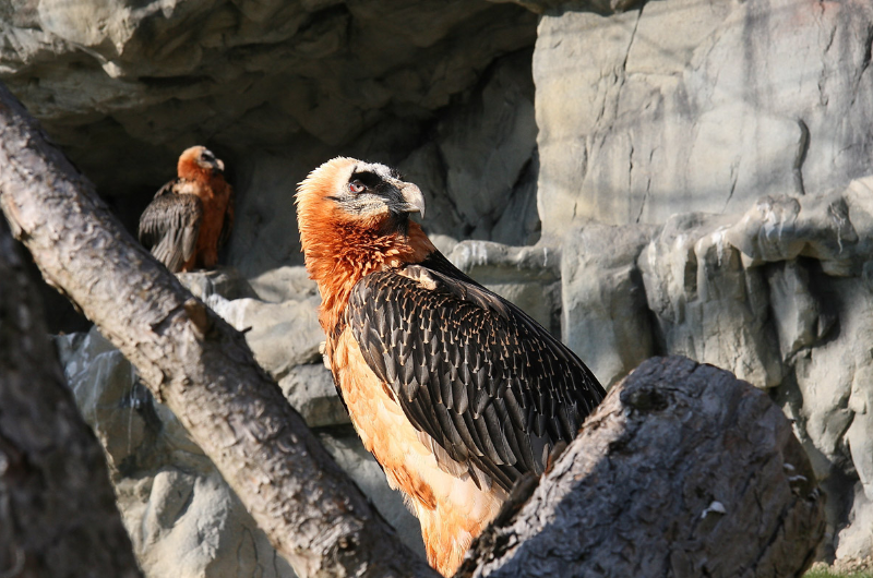 Alpenzoo Innsbruck