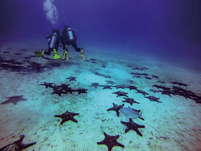 Seesterne am Meeresboden