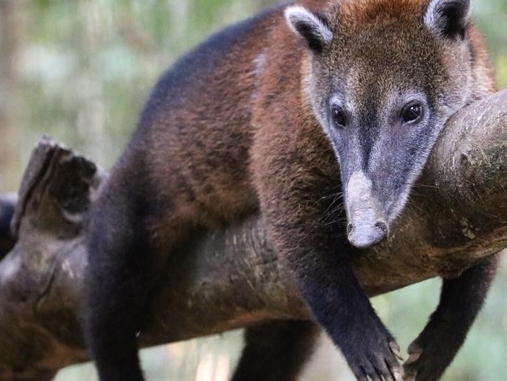 Tier im amaZOOnico-Tierrettunszentrum