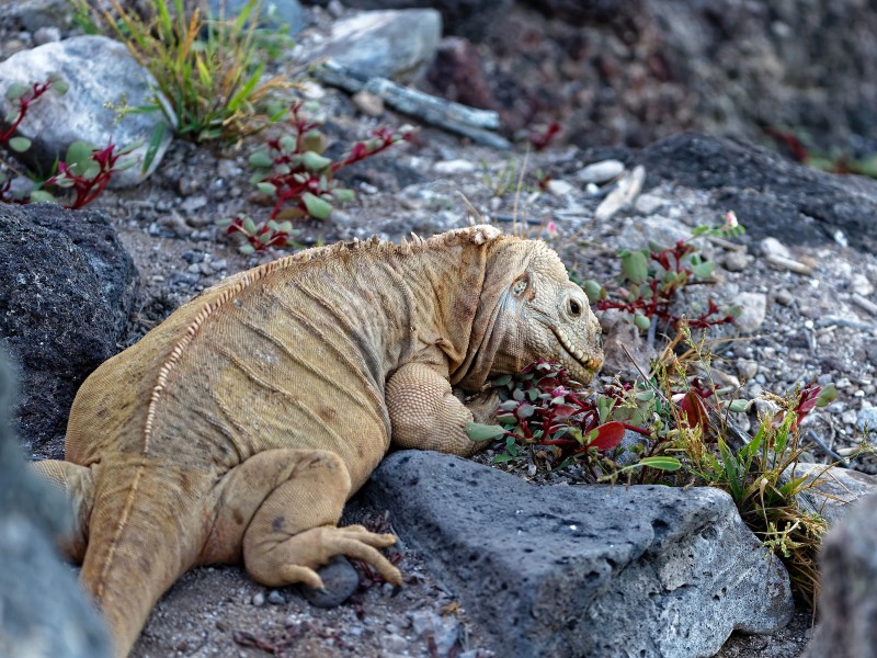Iguana having its meal 